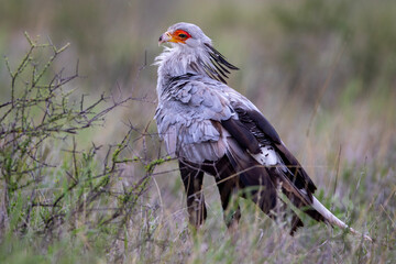 Secretary bird in (Sagittarius serpentarius) the Kgalagadi Transfrontier Park