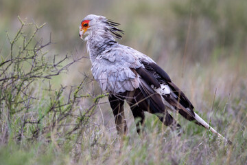Secretary bird in (Sagittarius serpentarius) the Kgalagadi Transfrontier Park 
