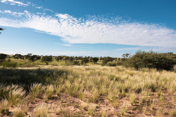 Kalahari Landscape, Kgalagadi Transfrontier Park