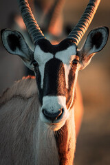 South African oryx (Oryx gazella) (Gemsbok) on dunes in the Kgalagadi Transfrontier Park