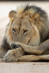 Kalahari Lion (Panthera leo melanochaita) in the Kgalagadi Transfrontier Park
