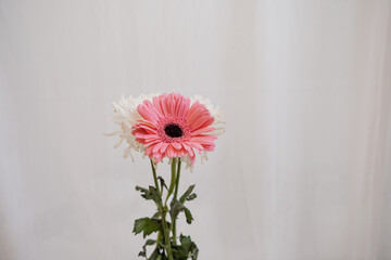 Pink gerber daisies flower on white background 