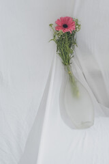 Pink gerber daisies flower on white glass vase white background