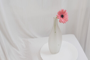 Pink gerber daisies flower on white glass vase white background 