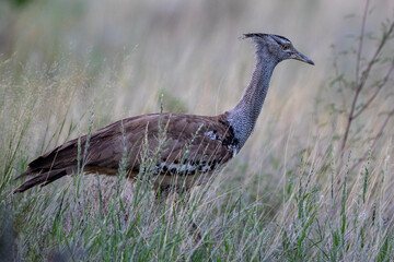 Kori bustard (Ardeotis kori) (Gompou) in the Kgalagadi Transfrontier Park