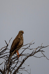 Pale Chanting Goshawk (Bleeksingvalk) (Melierax canorus) in the Kgalagadi Transfrontier Park 