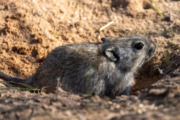 Brants' whistling rat (Parotomys brantsii) in the Kgalagadi Transfrontier Park