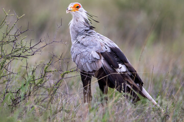 Secretary bird in (Sagittarius serpentarius) the Kgalagadi Transfrontier Park