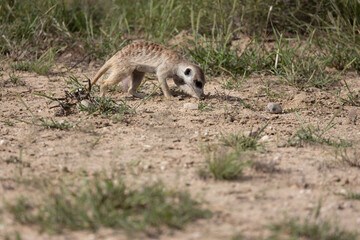 Meerkat (Suricata suricatta) on the lookout in the Kgalagadi Transfrontier Park