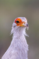 Secretary bird in (Sagittarius serpentarius) the Kgalagadi Transfrontier Park