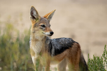 Black-backed jackal in the Kgalagadi Transfrontier Park - Powered by Adobe