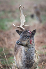 Blood dripping from freshly shed deer antler