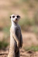 Meerkat (Suricata suricatta) on the lookout in the Kgalagadi Transfrontier Park