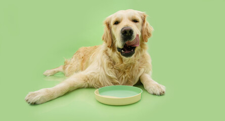 portrait hungry puppy dog licking its nose with tongue next to a bowl. Isolated on green background