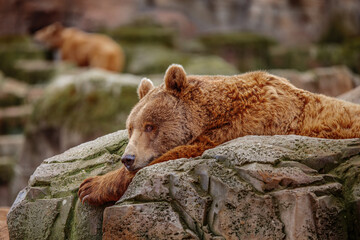 grizzly bear lying on the rocks