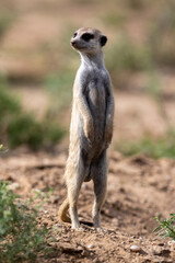 Meerkat (Suricata suricatta) on the lookout in the Kgalagadi Transfrontier Park