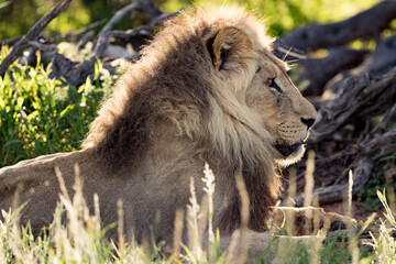 Kalahari Lion (Panthera leo melanochaita) in the Kgalagadi Transfrontier Park
