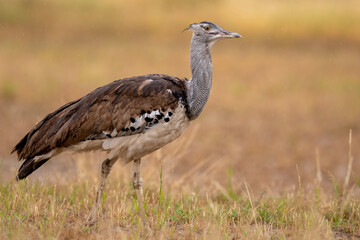 Kori bustard (Ardeotis kori) (Gompou) in the Kgalagadi Transfrontier Park