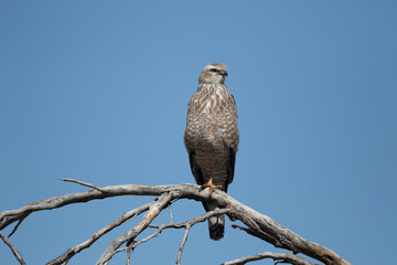 Pale Chanting Goshawk (Bleeksingvalk) (Melierax canorus) in the Kgalagadi Transfrontier Park