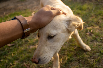 owner caressing her dog