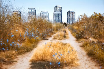 Road surrounded by a field full of blue flowers with tall modern buildings in the background