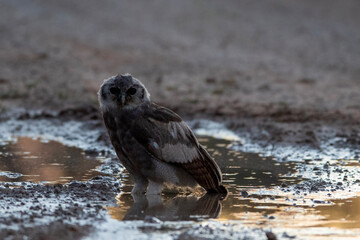 Verreaux's Eagle Owl (Reuse-ooruil) (Bubo lacteus)in the Kgalagadi Transfrontier Park, bird of prey