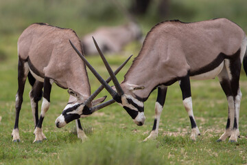 Naklejka na ściany i meble South African oryx (Oryx gazella) (Gemsbok) on dunes in the Kgalagadi Transfrontier Park