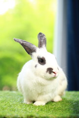 Cute little rabbit on green grass with natural bokeh as background during spring. Young adorable bunny playing in garden. Lovely pet at park in spring.