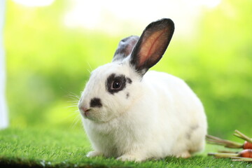 Cute little rabbit on green grass with natural bokeh as background during spring. Young adorable bunny playing in garden. Lovely pet at park in spring.