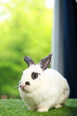 Cute little rabbit on green grass with natural bokeh as background during spring. Young adorable bunny playing in garden. Lovely pet at park in spring.