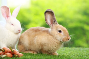 Cute little rabbit on green grass with natural bokeh as background during spring. Young adorable bunny playing in garden. Lovely pet at park in spring.