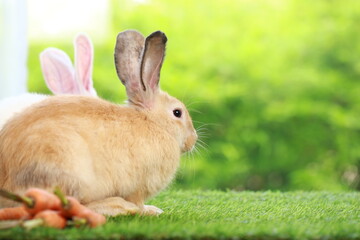 Cute little rabbit on green grass with natural bokeh as background during spring. Young adorable bunny playing in garden. Lovely pet at park in spring.