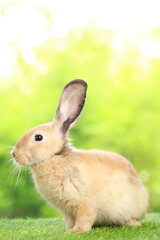 Cute little rabbit on green grass with natural bokeh as background during spring. Young adorable bunny playing in garden. Lovely pet at park in spring.