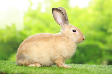 Cute little rabbit on green grass with natural bokeh as background during spring. Young adorable bunny playing in garden. Lovely pet at park in spring.