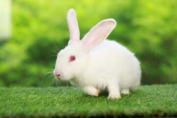Cute little rabbit on green grass with natural bokeh as background during spring. Young adorable bunny playing in garden. Lovely pet at park in spring.