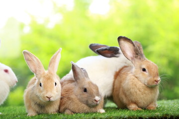 Cute little rabbit on green grass with natural bokeh as background during spring. Young adorable bunny playing in garden. Lovely pet at park in spring.