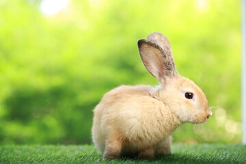 Fototapeta premium Cute little rabbit on green grass with natural bokeh as background during spring. Young adorable bunny playing in garden. Lovely pet at park in spring.