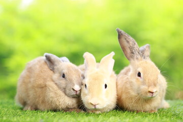 Cute little rabbit on green grass with natural bokeh as background during spring. Young adorable bunny playing in garden. Lovely pet at park in spring.