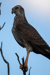 Pale Chanting Goshawk (Bleeksingvalk) (Melierax canorus) in the Kgalagadi Transfrontier Park 