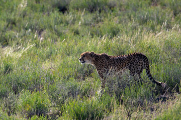 Cheetah in the Kgalagadi Transfrontier Park (Acinonyx jubatus)