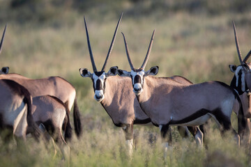 South African oryx (Oryx gazella) (Gemsbok) on dunes in the Kgalagadi Transfrontier Park