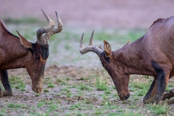 Red hartebeest (Rooihartbees) (Alcelaphus buselaphus caama) in the Kgalagadi Transfrontier Park 