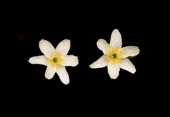 Fototapeta na wymiar Two flowers of the anemone nemorosa with dewdrops against a dark background in bird's eye view