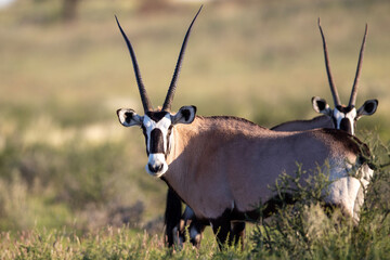 South African oryx (Oryx gazella) (Gemsbok) on dunes in the Kgalagadi Transfrontier Park