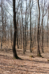 Fototapeta premium forest in autumn