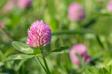 Lilac clover flower close-up in the field outdoor