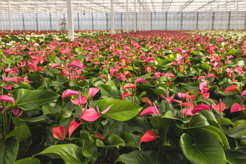 Red anthurium flowers growing in a Ducth greenhouse