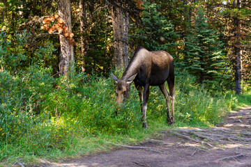 A Moose (Alces alces ) in the forest. Female Moose in its natural habitat.  Jasper National Park, Alberta, Canada