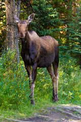 A Moose (Alces alces ) in the forest. Female Moose in its natural habitat.  Jasper National Park, Alberta, Canada