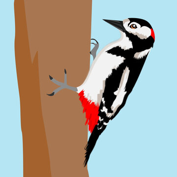 Specht am Baum